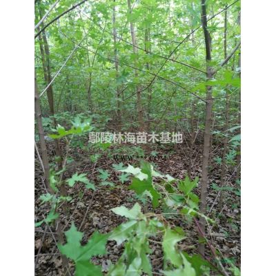 供應(yīng) 紅葉李紫葉李