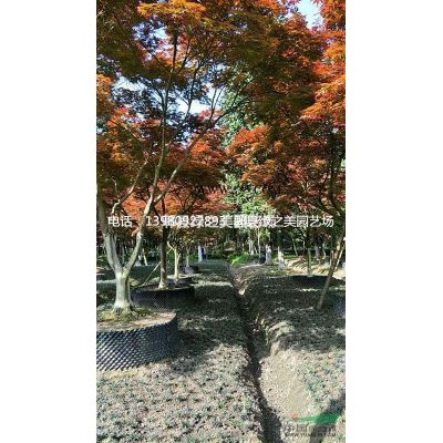 大處理，低分枝紅葉李，給錢就賣