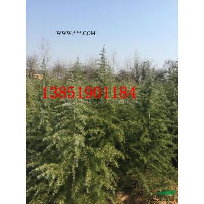 苗圃自產(chǎn)；8米雪松精品，7米雪八分苗，6米雪松正常樹形