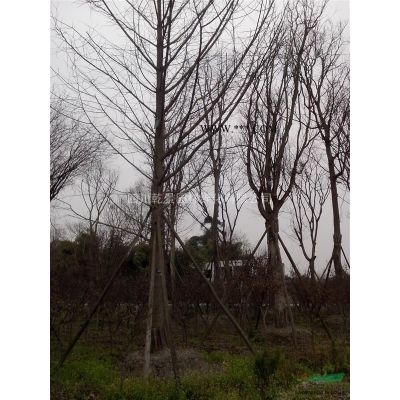 四川乾景園林供應(yīng)紅葉李5-12