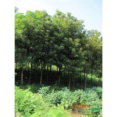 供低價楠木、夾竹桃、紫薇、欒樹苗及金絲楠種子。
