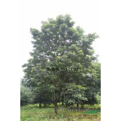 供應地徑9-12公分精品紅葉李