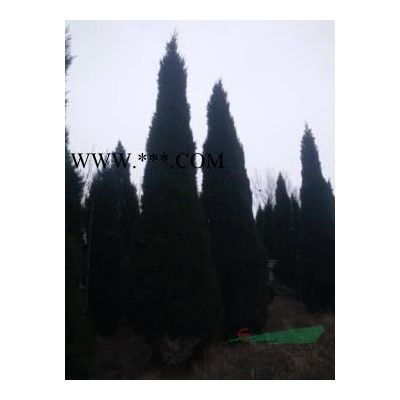 12公分13公分15公分北欒樹低價出售