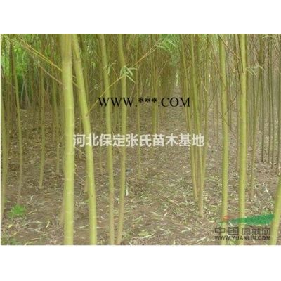 欒樹/河北8公分-10公分-12公分欒樹多少錢（價格）