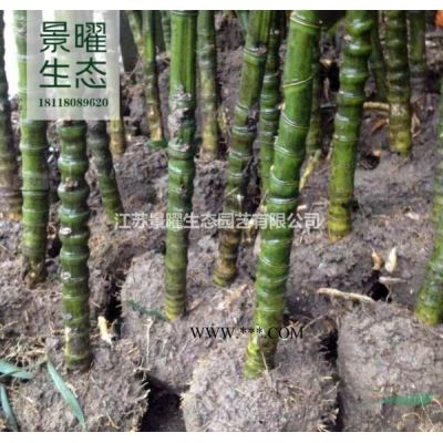 無患子產地在哪里/哪里便宜/江蘇景曜生態基地直銷批發價格圖片