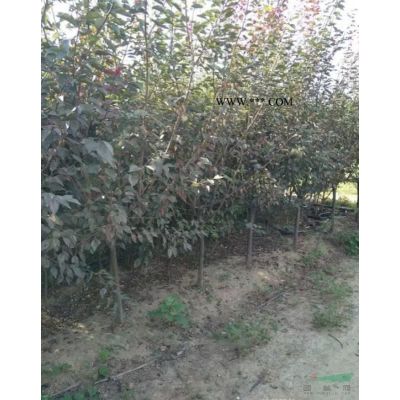 直徑18公分櫸樹多少錢一棵？。