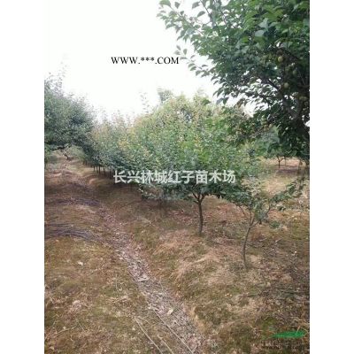 長興14公分櫸樹