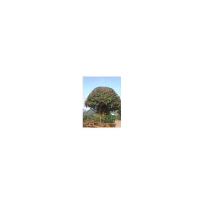 批發(fā)黃山欒樹小苗 瀏陽欒樹苗木 10-12公分截桿欒樹價格