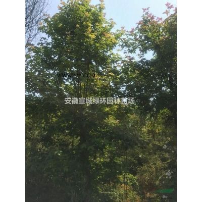 無患子