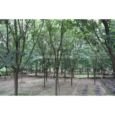 四川成都櫸樹種植基地10公分櫸樹批發(fā)量大從優(yōu)