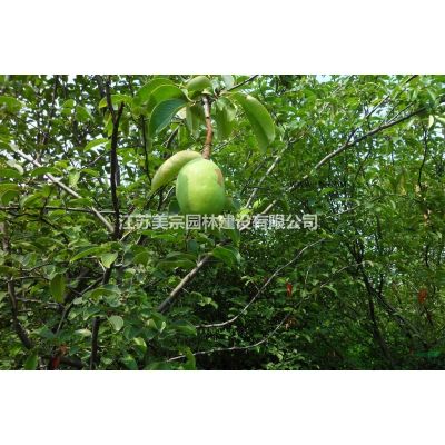 供應早櫻_櫻花綠化苗木