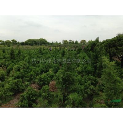 大量供應2-5公分櫸樹，樸樹。