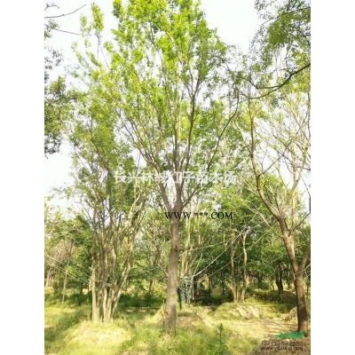 浙江8公分櫻花出售
