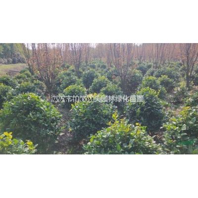 長沙苗圃批發(fā)紅移栽櫻花