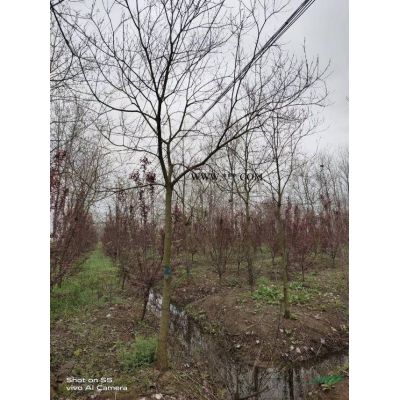 供應(yīng)紫薇、紅花紫薇
