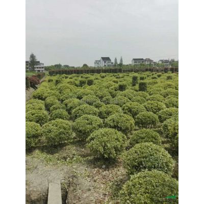 精品紫薇批發(fā)價(jià)格便宜湖南精品紫薇長(zhǎng)沙精品紫薇，精品紫薇樹(shù)紫薇