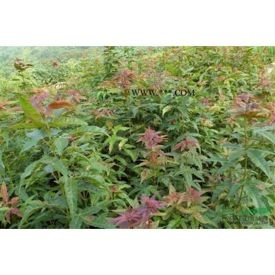 江西九江杜英大苗及小苗 品種優良 價格實惠