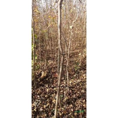 山西占地銀杏，大量出售8到15的銀杏