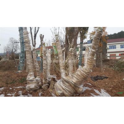移栽叢生銀杏樹