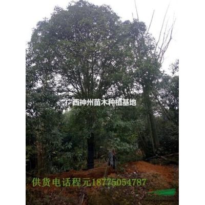 什么品種紅楓*漂亮8公分25公分