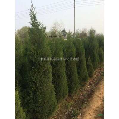 紫薇，紫薇價格，紫薇圖片，江蘇紫薇價格