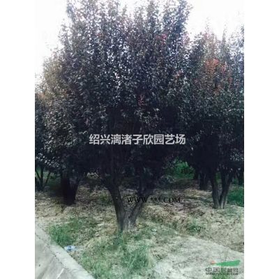 精品紅楓 地徑5到15公分