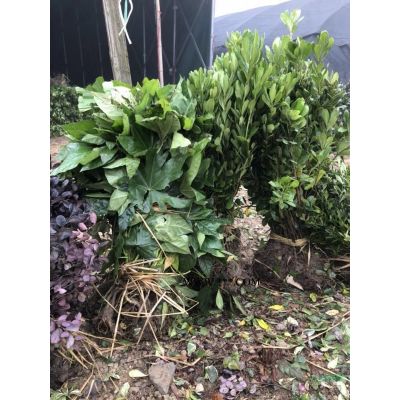 欒樹，柏樹，紅葉石楠，中華石楠，桂花，廣玉蘭，紫薇