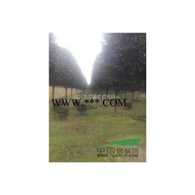 成都溫江何氏園林供應紅楓
