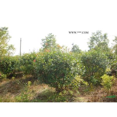 湖北地區(qū)供應5-8公分紅花紫薇