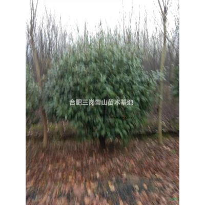 安徽小葉金桂出售以及 紅葉碧桃  重陽木  烏桕   紅葉李批發/供應