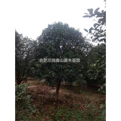安徽樸樹大量出售  重陽木欒樹   櫸樹  哪里好/哪家便宜
