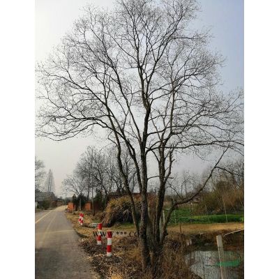 大小規格安徽合肥欒樹基地