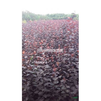 欒樹 河南欒樹花木基地 欒樹價格 黃山欒樹批發 河南花木