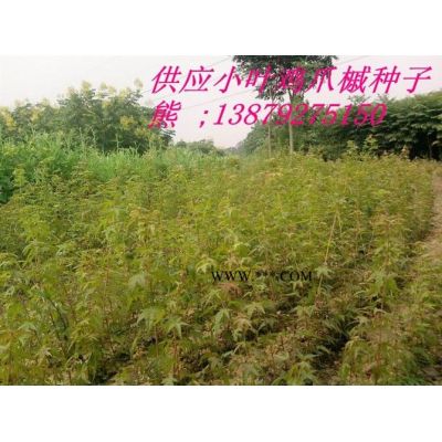 欒樹苗