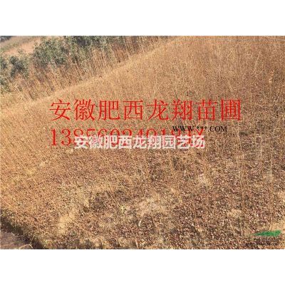 供應1公分櫸樹、2公分櫸樹、3公分櫸樹、4公分櫸樹
