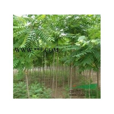 江西九江櫸樹小苗基地