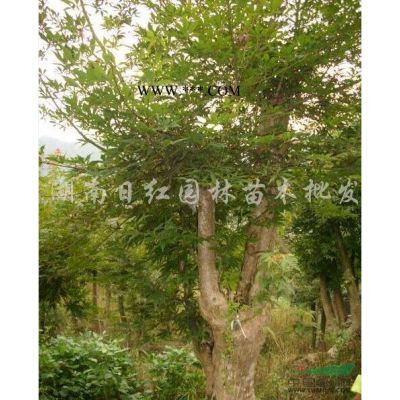 櫸樹、白櫸行情報價\櫸樹、白櫸圖片展示