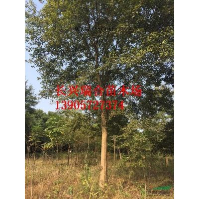移栽櫸樹 移栽櫸樹價(jià)格浙江長(zhǎng)興移栽櫸樹浙江長(zhǎng)興移栽櫸樹價(jià)格