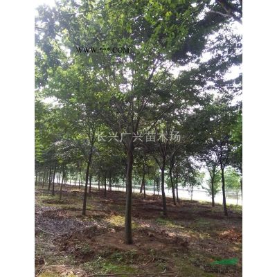 供應8-16cm無患子