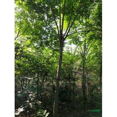江蘇常州櫸樹介紹/特征/用途