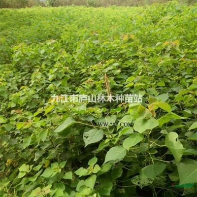 供應(yīng)無患子地徑3公分