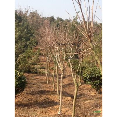 供應一公分無患子苗