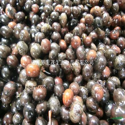 無患子苗（洗手果，油患子，油患子）