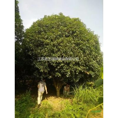 大量出售樸樹、樸樹圖片、樸樹價(jià)格、樸樹種植基地