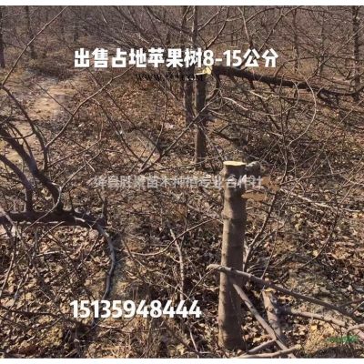 15公分染井吉野櫻花價格，18公分晚櫻花價格供應(yīng)山西櫻花