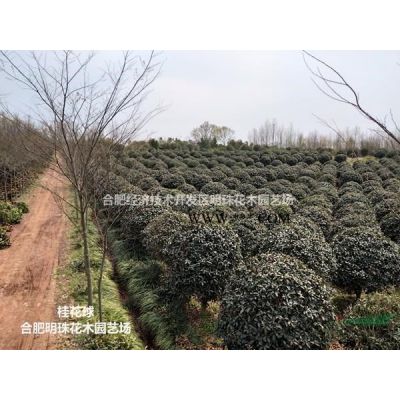 安徽[產品]/安徽櫻花（高分枝）價格/報價