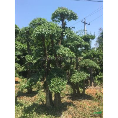 湖北地區(qū)供應(yīng)三角楓、樸樹、對(duì)節(jié)白蠟下山貨