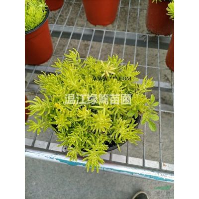 成都叢生樸樹種植基地