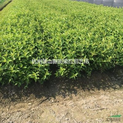 紫薇，紫薇供應(yīng)，蕭山苗木，2020年紫薇低價(jià)格