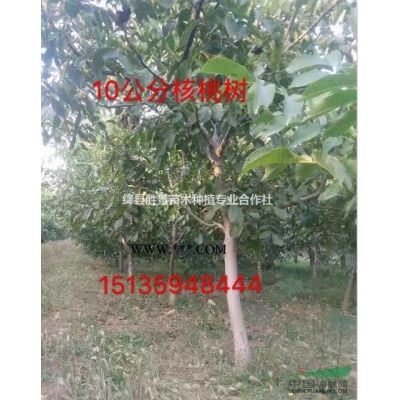 山西地區(qū)供應(yīng)5-9公分銀杏樹·6-8公分銀杏樹價格供應(yīng)